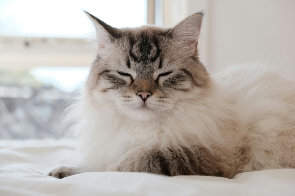 Ragdoll kočka